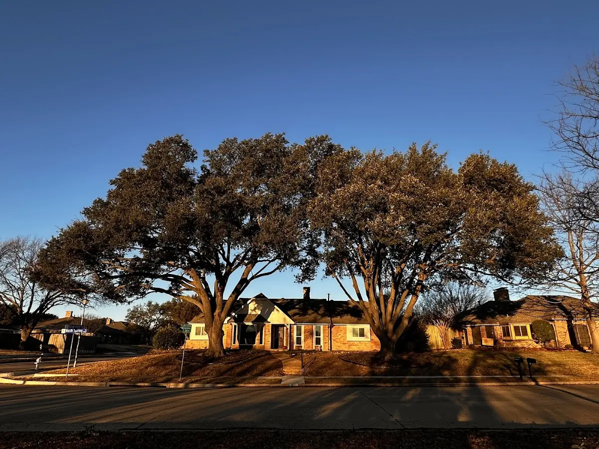 Established residential canopy tree shading a home in Ellendale